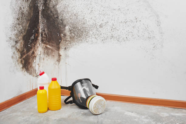 Best Mold Damage Repair  in Titusville, PA