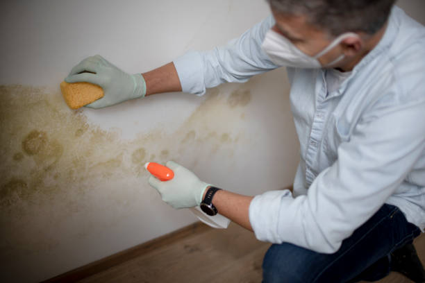 Best Mold Remediation Experts  in Titusville, PA