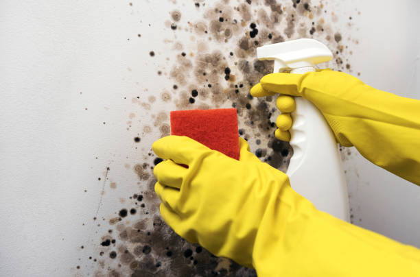 Best Mold Removal Near Me  in Titusville, PA