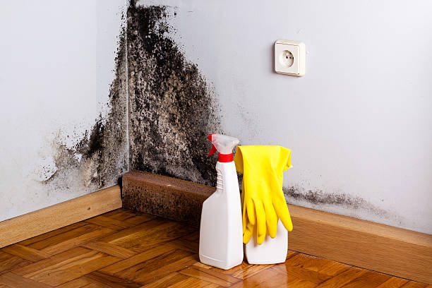 Best Affordable Mold Removal  in Titusville, PA