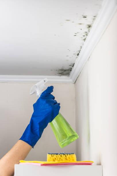 Best Affordable Mold Removal  in Titusville, PA