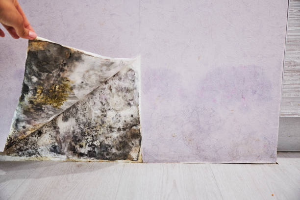 Best Black Mold Removal  in Titusville, PA